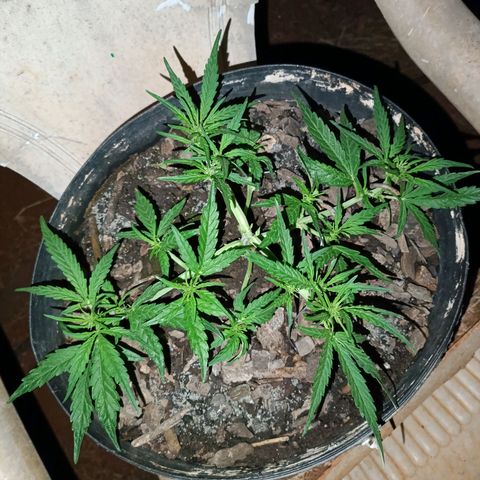 The plant 01 growlog photo: Linda