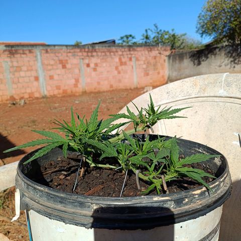 The plant 01 growlog photo: Linda