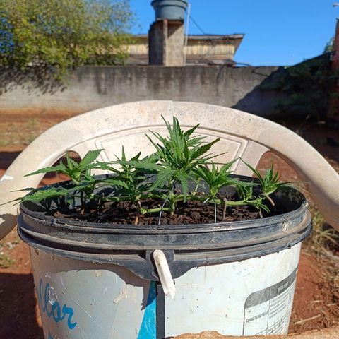 The plant 01 growlog photo: Linda