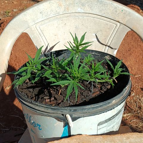 The plant 01 growlog photo: Linda