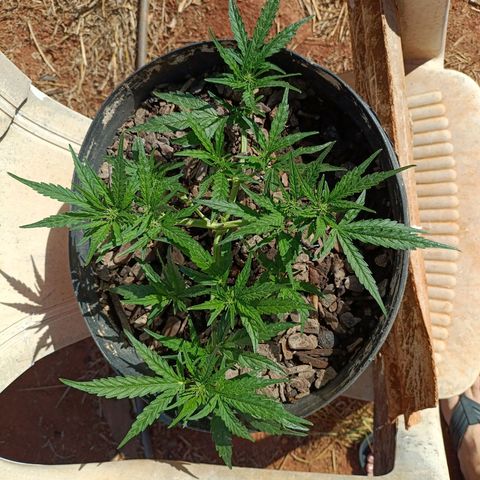 The plant 01 growlog photo: Depois da última pode e ajuste nos ganchos, tem crescido bastante