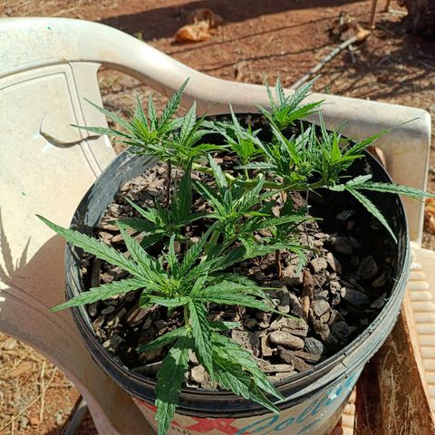 The plant 01 growlog photo: Depois da última pode e ajuste nos ganchos, tem crescido bastante