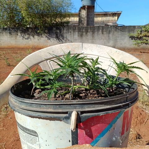 The plant 01 growlog photo: Início de floração, planta perfeita 😍