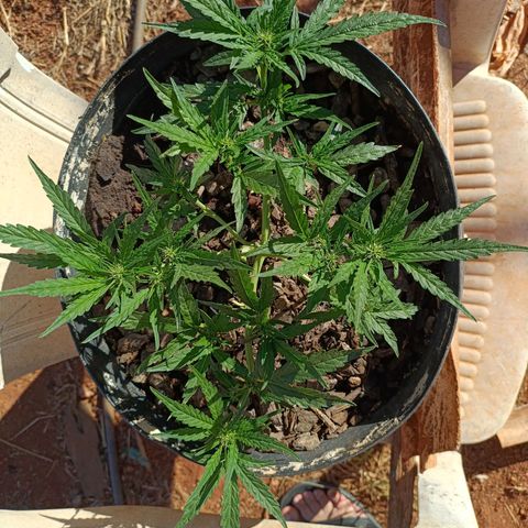The plant 01 growlog photo: Início de floração, planta perfeita 😍