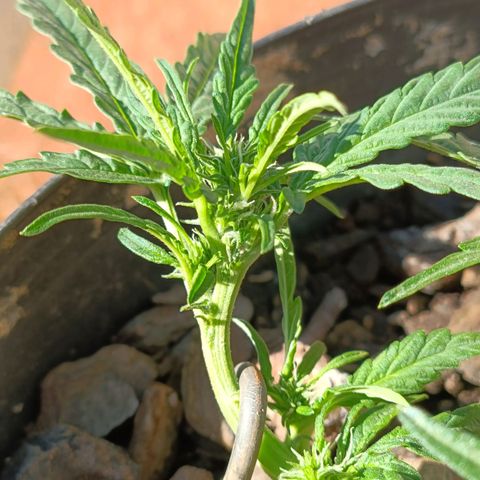 The plant 01 growlog photo: Início de floração, planta perfeita 😍
