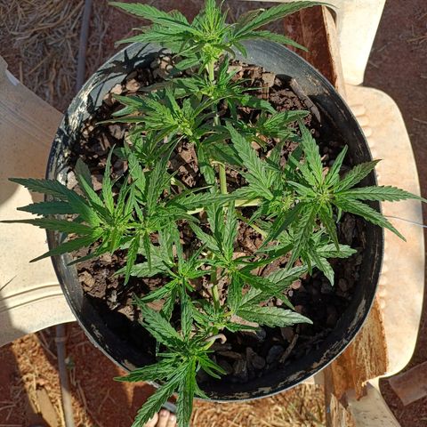 The plant 01 growlog photo: Início de floração, planta perfeita 😍
