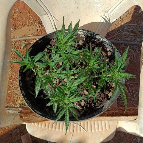 The plant 01 growlog photo: Início de floração, planta perfeita 😍