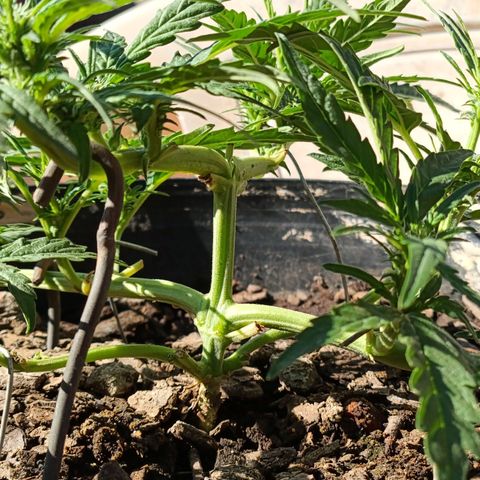 The plant 01 growlog photo: Início de floração, planta perfeita 😍