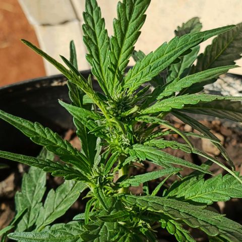 The plant 01 growlog photo: Início de floração, planta perfeita 😍