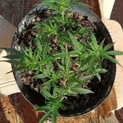 The plant 01 growlog photo: Início de floração, planta perfeita 😍