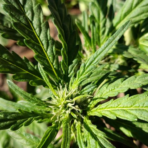The plant 01 growlog photo: Início de floração, planta perfeita 😍