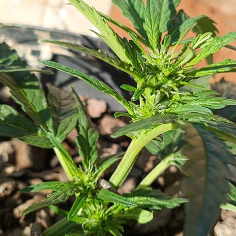 The plant 01 growlog photo: Início de floração, planta perfeita 😍