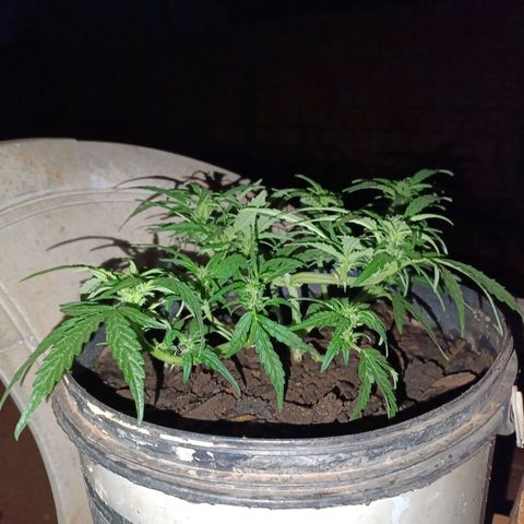 The plant 01 growlog photo: Removi agr a noite os grampos