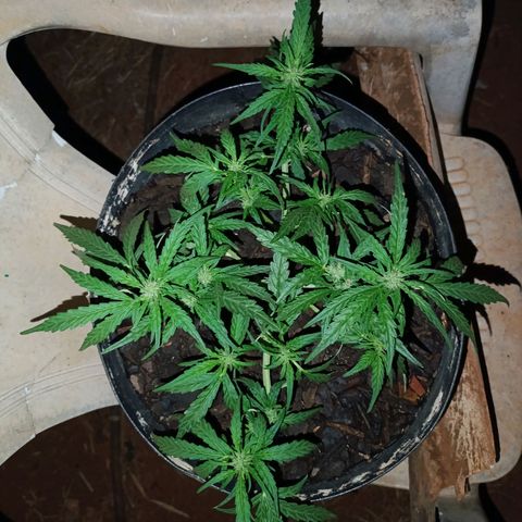 The plant 01 growlog photo: Removi agr a noite os grampos