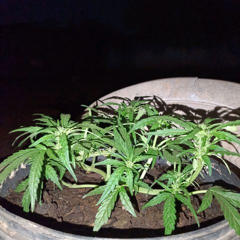 The plant 01 growlog photo: Removi agr a noite os grampos