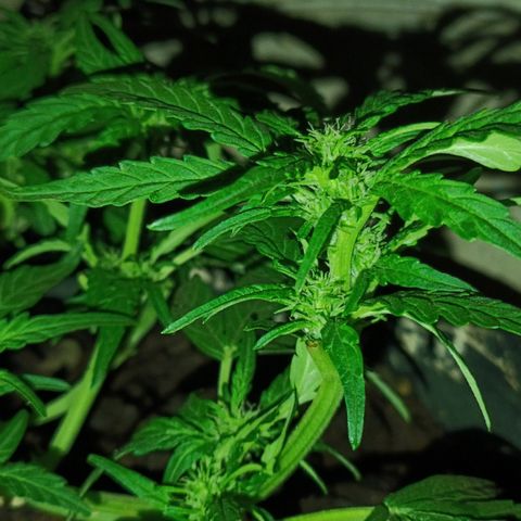 The plant 01 growlog photo: Removi agr a noite os grampos