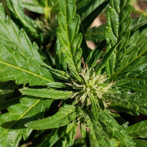 The plant 01 growlog photo: Lindo crescimento da planta