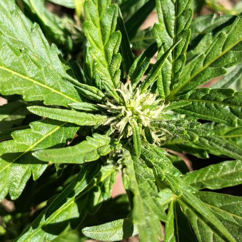 The plant 01 growlog photo: Lindo crescimento da planta