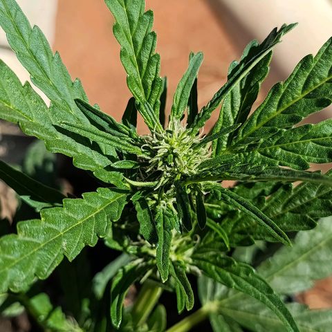 The plant 01 growlog photo: Lindo crescimento da planta