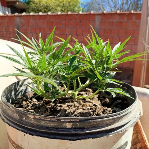 The plant 01 growlog photo: Lindo crescimento da planta