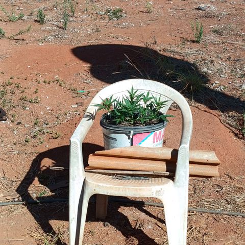 The plant 01 growlog photo: Lindo crescimento da planta