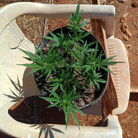The plant 01 growlog photo: Lindo crescimento da planta