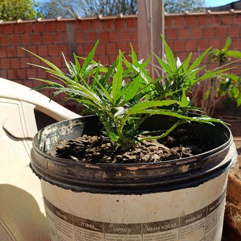 The plant 01 growlog photo: Lindo crescimento da planta