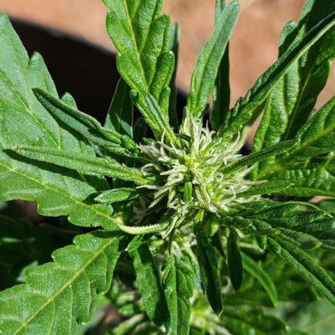 The plant 01 growlog timeline photo