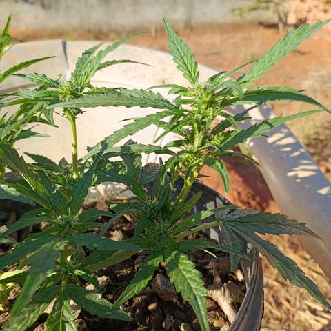 The plant 01 growlog timeline photo