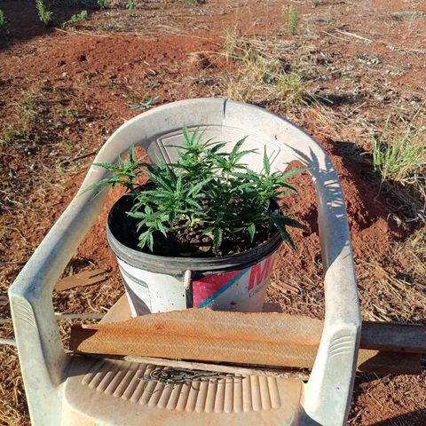 The plant 01 growlog timeline photo