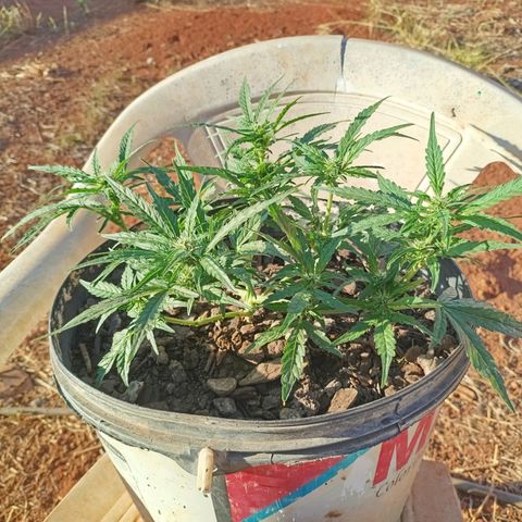 The plant 01 growlog timeline photo