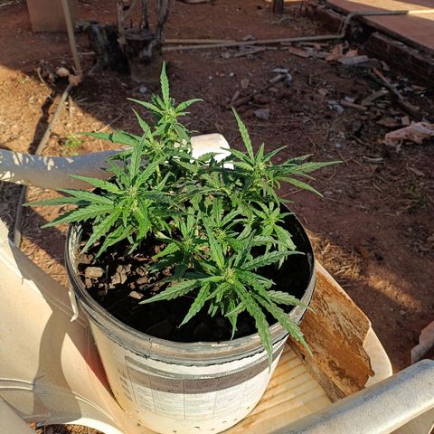 The plant 01 growlog timeline photo