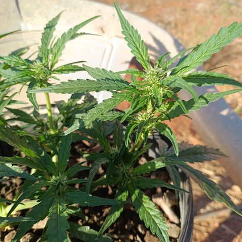 The plant 01 growlog timeline photo