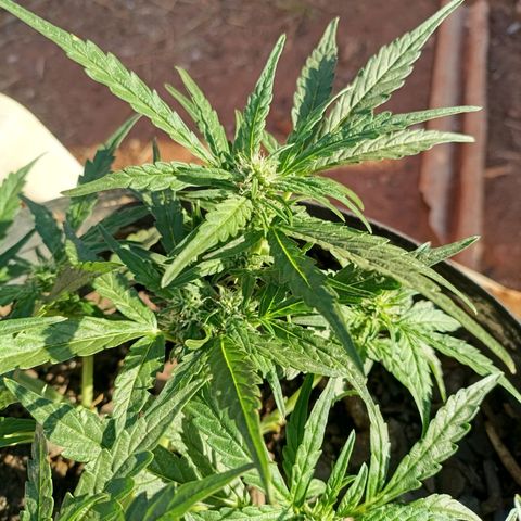 The plant 01 growlog timeline photo