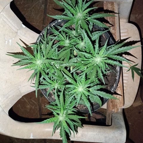 The plant 01 growlog timeline photo
