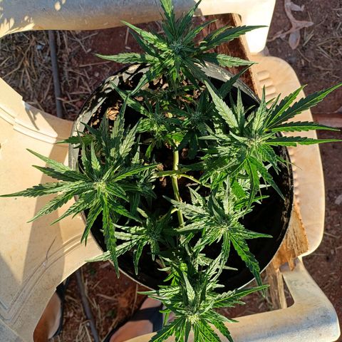 The plant 01 growlog timeline photo