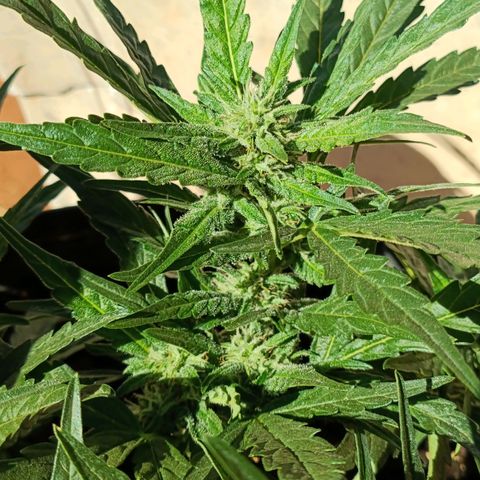 The plant 01 growlog timeline photo