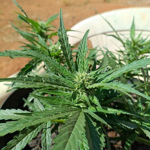 The plant 01 growlog timeline photo
