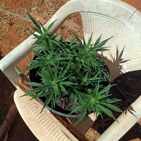 The plant 01 growlog timeline photo
