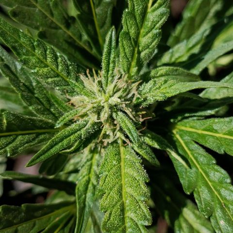 The plant 01 growlog timeline photo