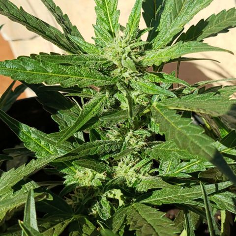 The plant 01 growlog timeline photo