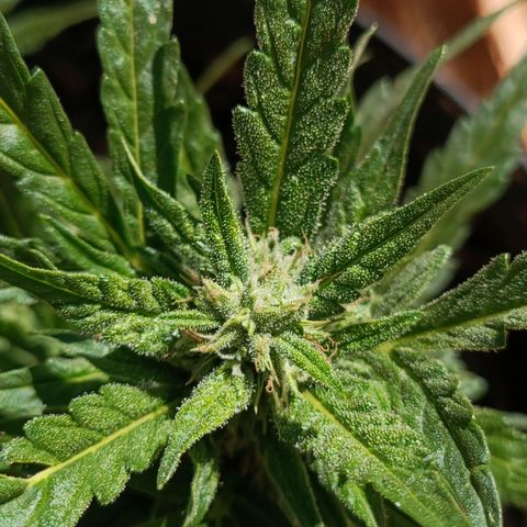 The plant 01 growlog timeline photo