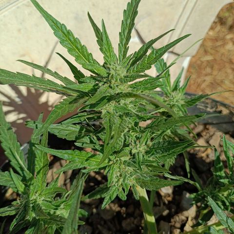 The plant 01 growlog timeline photo