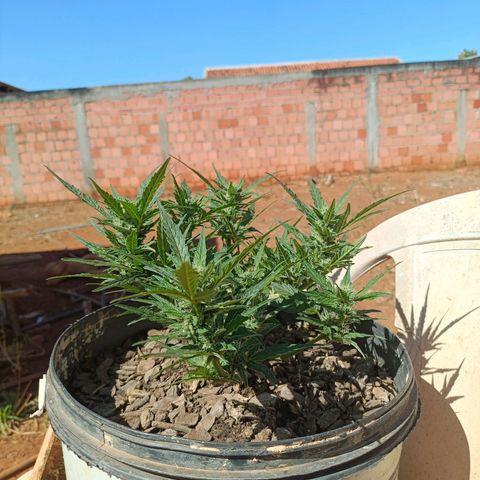 The plant 01 growlog timeline photo