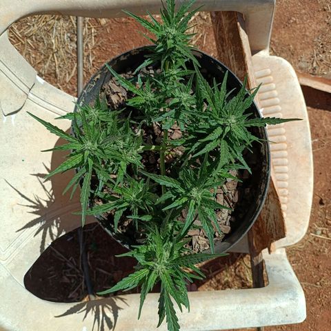 The plant 01 growlog timeline photo