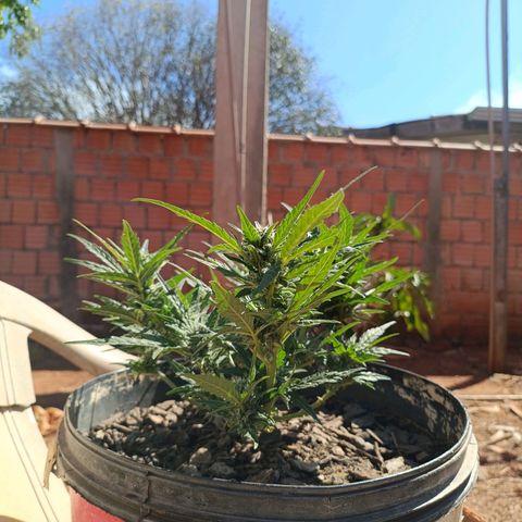 The plant 01 growlog timeline photo