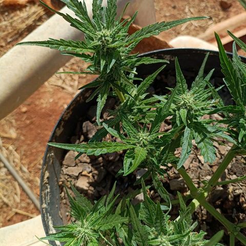 The plant 01 growlog timeline photo