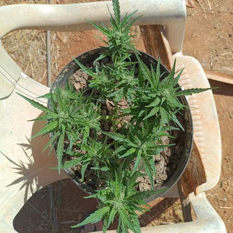 The plant 01 growlog timeline photo