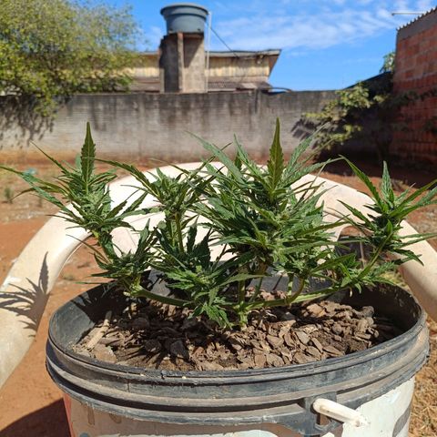 The plant 01 growlog timeline photo