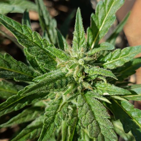 The plant 01 growlog timeline photo